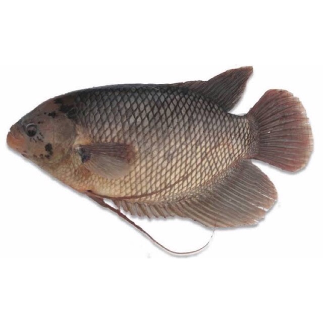 

IKAN GURAME FRESH