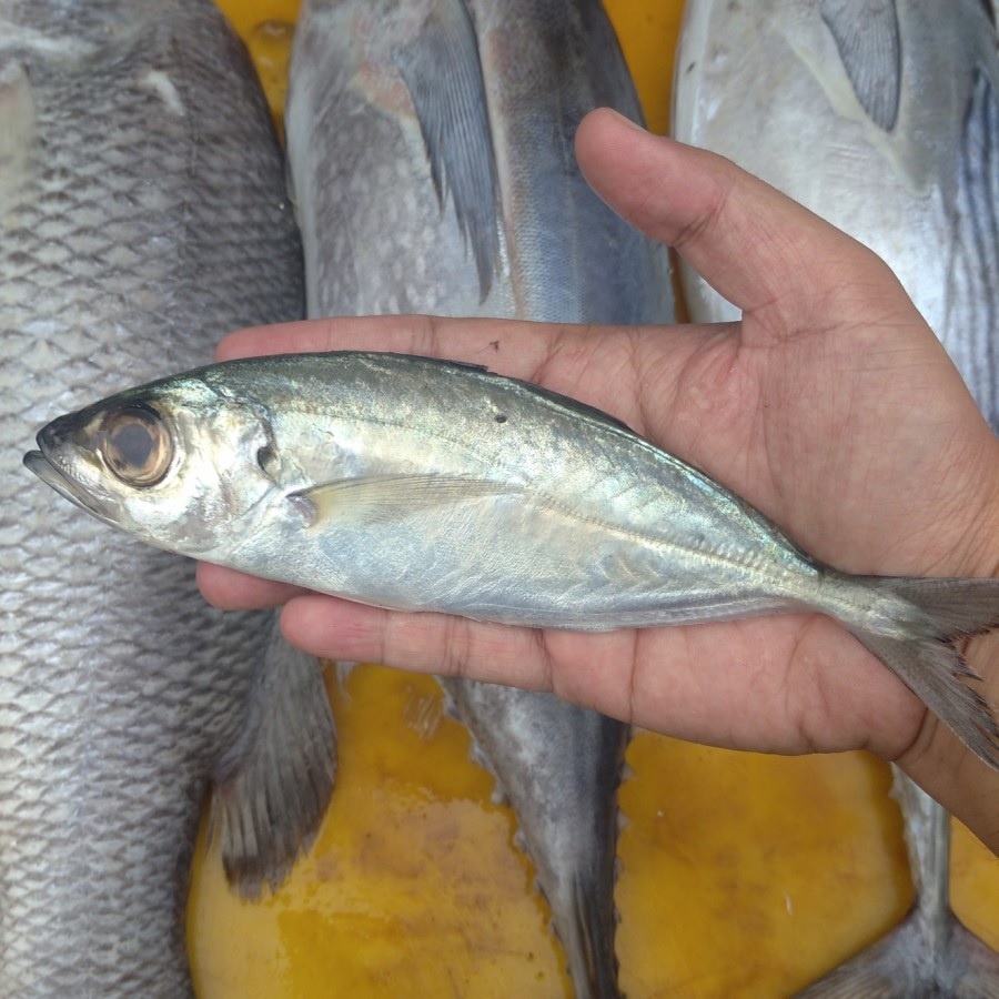 

Ikan Kembung Mata Belo Segar 1kg