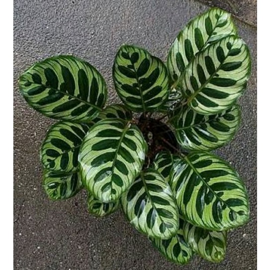 Tanaman Hias Calathea Sepat Calathea Burble Maxii Akar Sehat Siap Tanam Murah Meriah Berkualitas