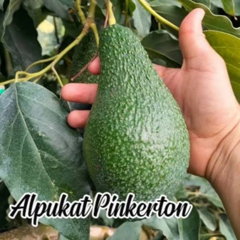 Bibit Alpukat Import Alpukat pinkerton Terlaris