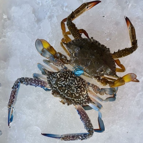 Rajungan Segar Bukan Beku