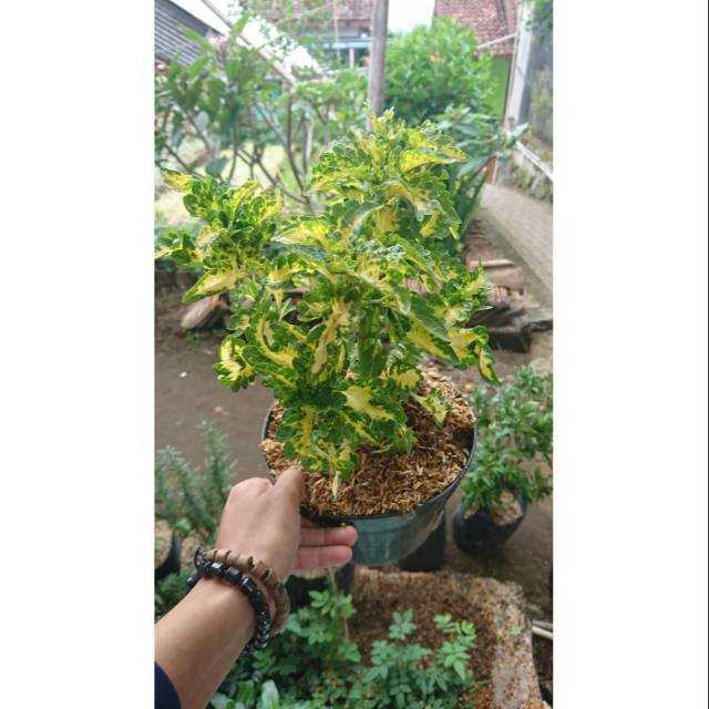 Coleus plant Miana tanaman miana bunga miana tanaman hias bunga hias