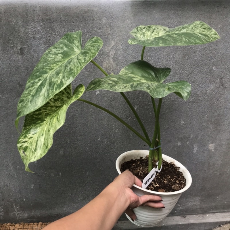 philodendron giganteum varigata philo marble