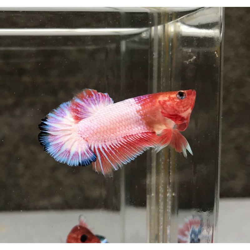 

Cupang White Scale livingartbetta Premium Quality