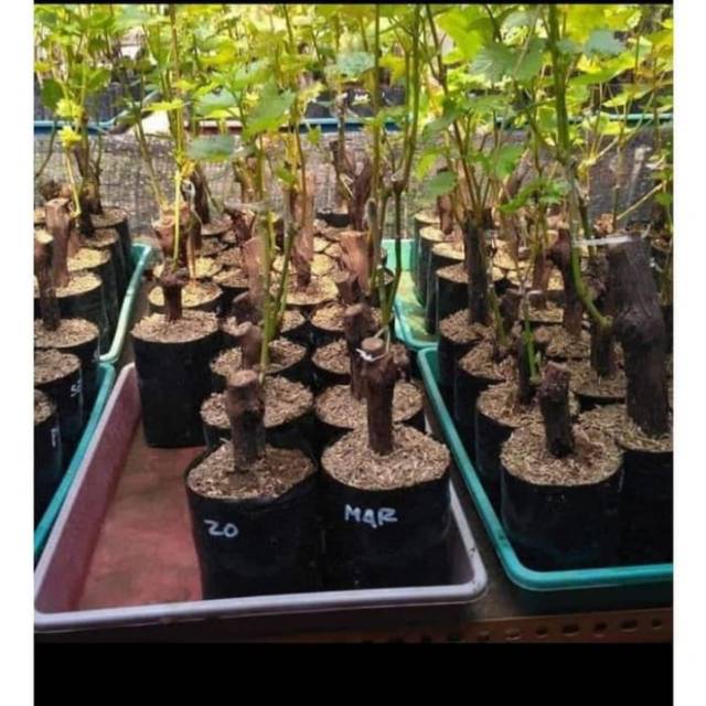 Bibit Anggur Import EVEREST Grafting