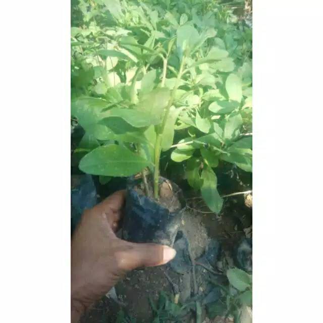 

Gingseng jawa siap tanam