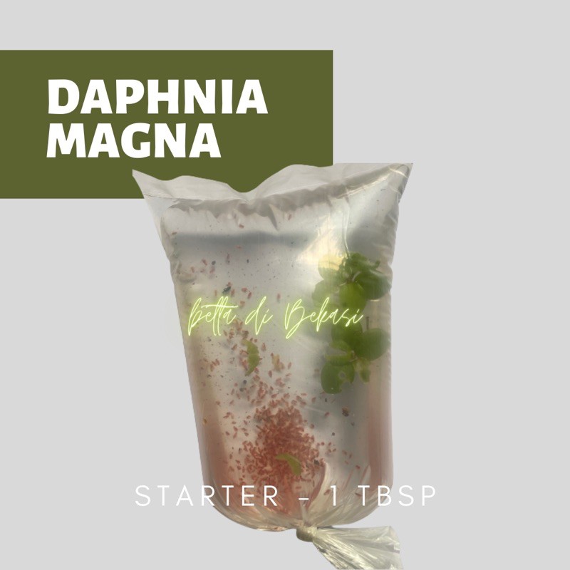 Starter Daphnia Magna DM Kutu Air Raksasa