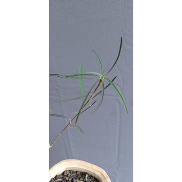 euphorbia hedyotoides caudex besar stok terbatas