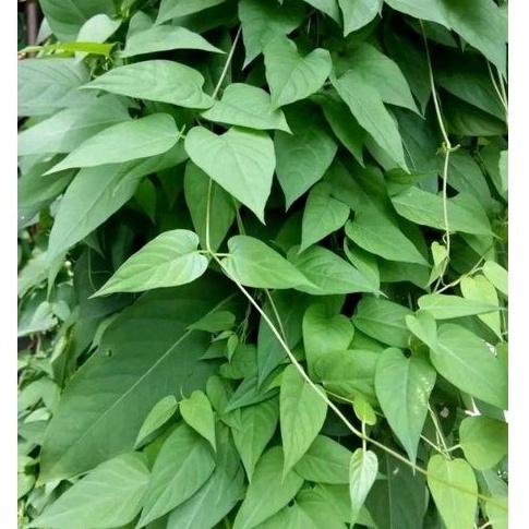 

Daun Kentutan Atau Simbukan segar 500 gram