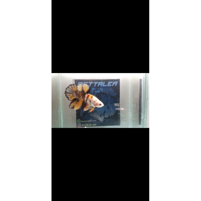 

ikan cupang yellow koi