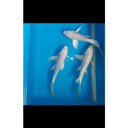 paket 3 ekor koi platinum slayer size 17 - 20 cm