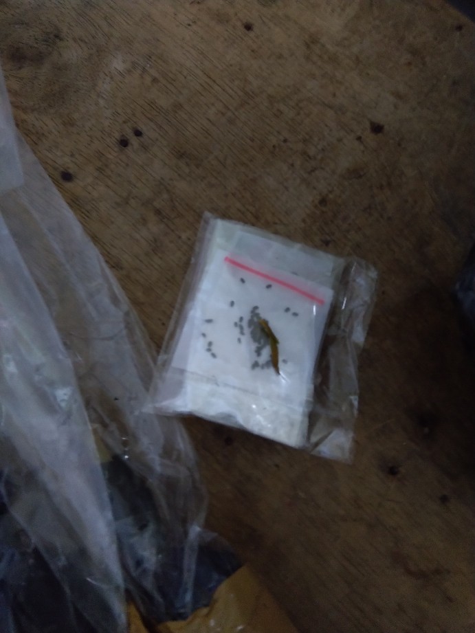 1paket Carnation Lokal