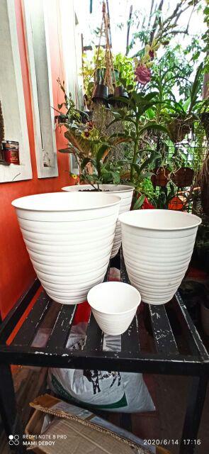 Pot Bunga Tanaman Tawon Putih Tinggi 24cm - Pirus Asli