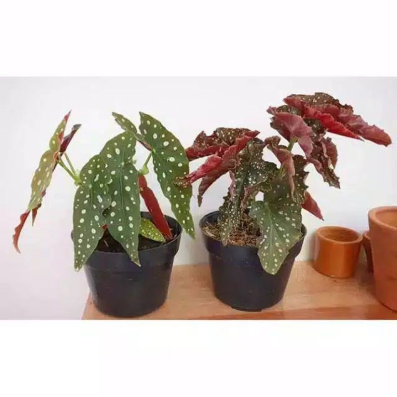 paket 2 jenis begonia begonia mocca/begonia