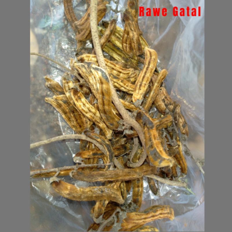 Rawe Gatal Herbal Isi 10 biji Di Kirim Utuh