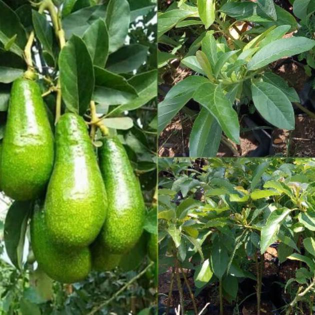 Bibit Alpukat Pluwang-Alpukat Greenstar