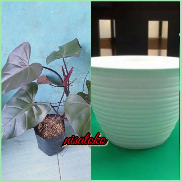 Tanaman Philodendron black majesty