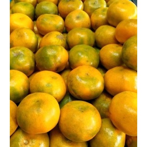 

BUAH JERUK MEDAN JUMBO (0,9-1 KG)