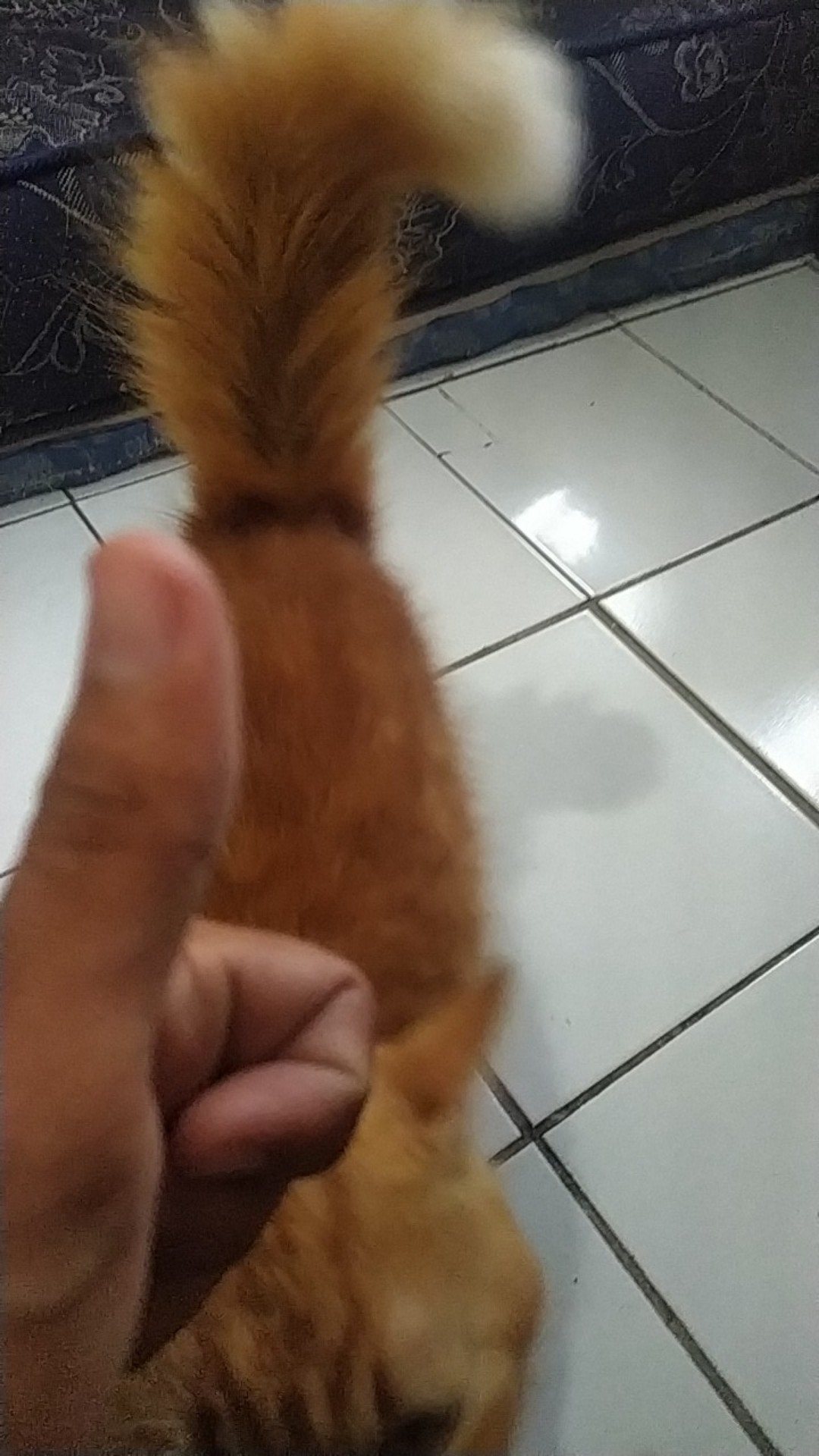 Apar 4kg Bubuk Abc Powder Tonata / Set Komplit