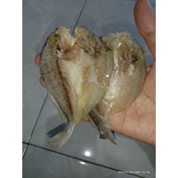 

ikan kepala batu/ bulama