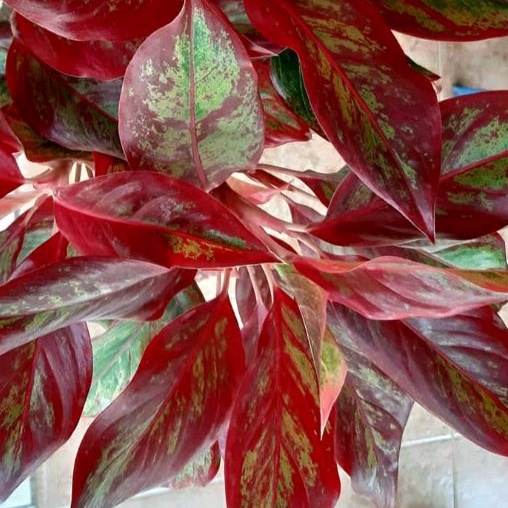 tanaman hias aglonema lipstik rumpun 6 besar dg