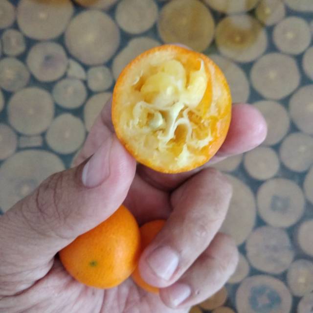 Jeruk Kimkit Kumquat Nagami 1 Kg Shopee Indonesia