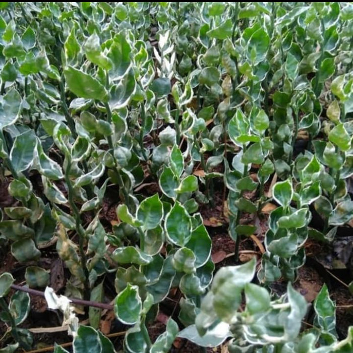 Pohon patah tulang / tanaman hias pohon patah tulang / zig zag plant
