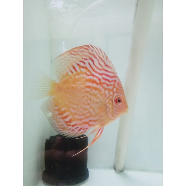discus turquoise 3,8inc