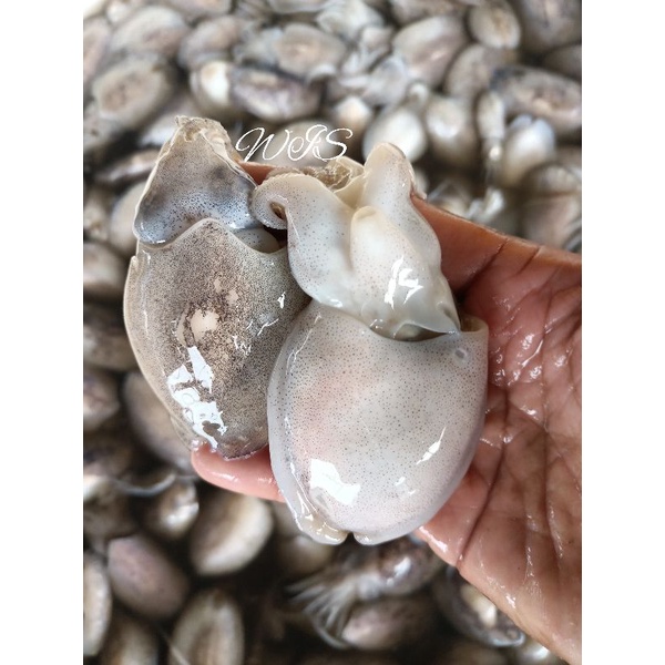 

cumi sotong cumi blakutak