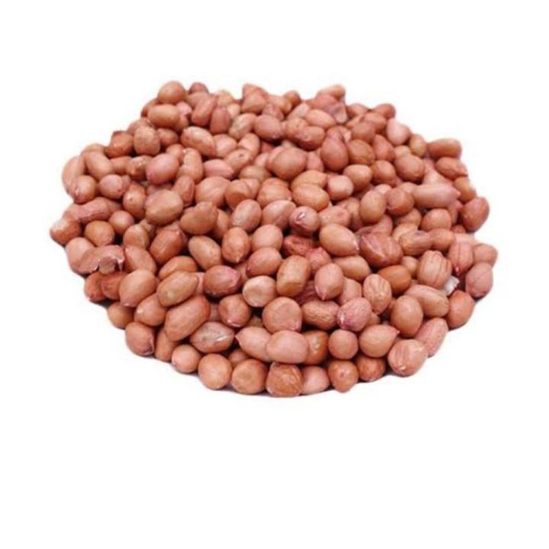 

kacang tanah