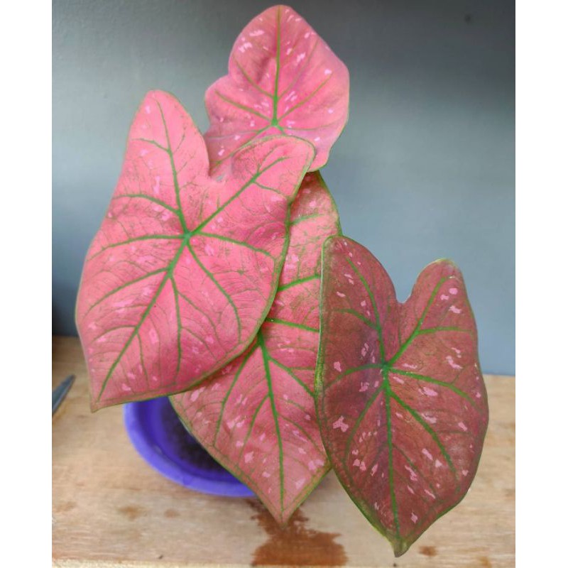 Tanaman hias Caladium  Green spider anakan Keladi Thailand  