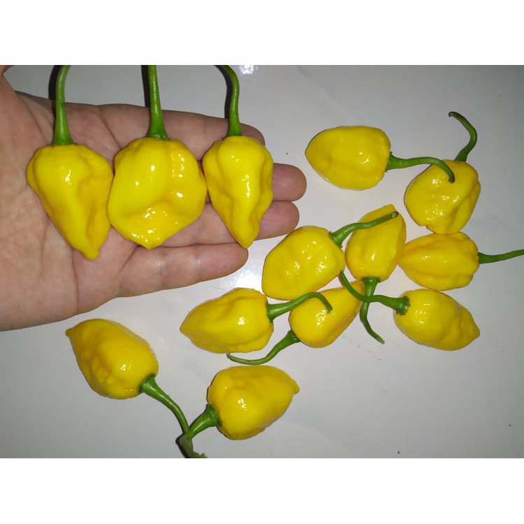 Benih Bibit Biji - Cabai Valar Morghulis Yellow Game of Thrones Pepper Seeds