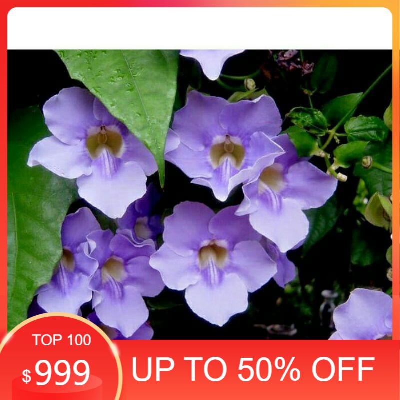 New BISA COD Tanaman Thunbergia Ungu,Putih,Biru