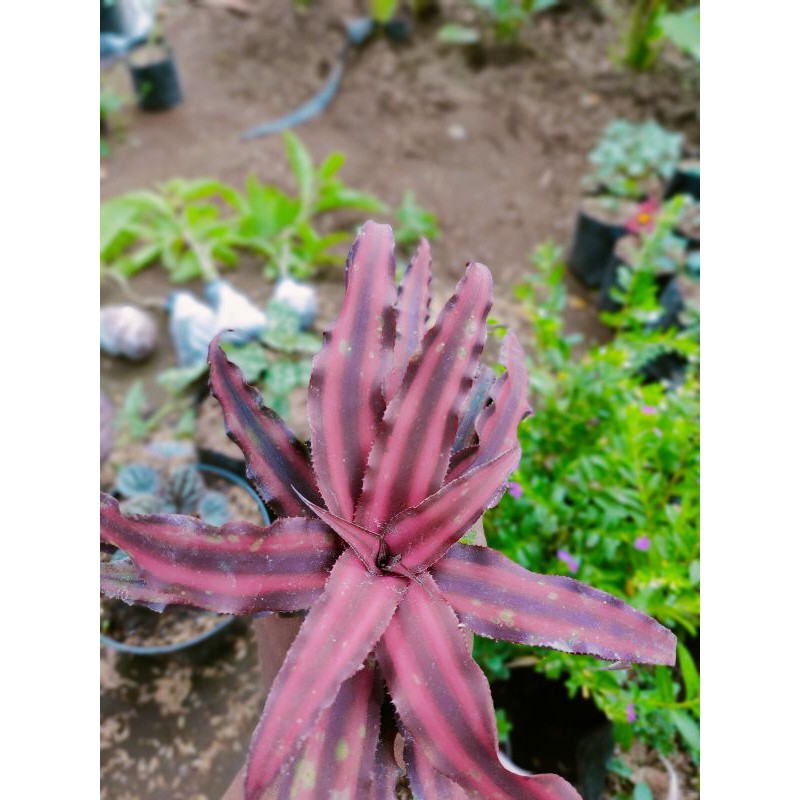 tanaman hias▪️cryptanthus merah