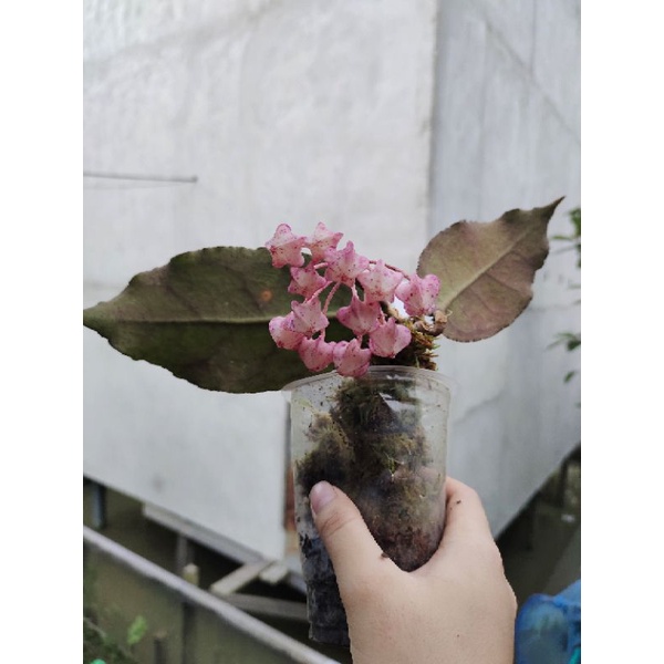 Hoya Undulata Borneo