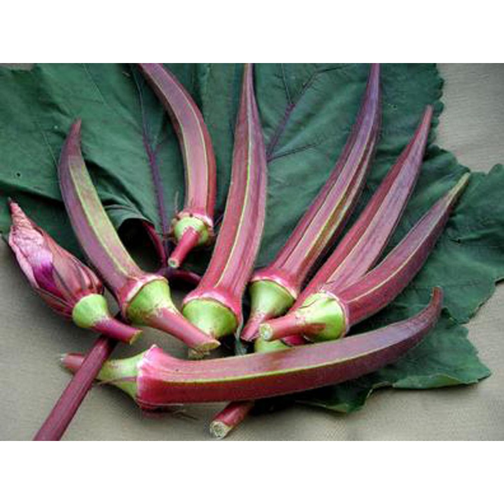 Bibit Benih Biji Sayuran Okra Merah - Bibit Tanaman Pohon Okra Merah - Benih Sayuran Okra Merah -COD