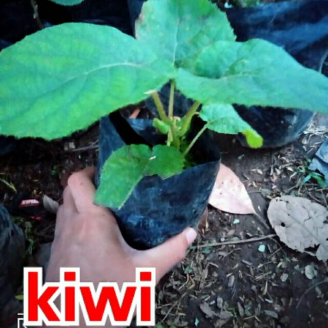 BIBIT BUAH KIWI bibit kiwi thailand