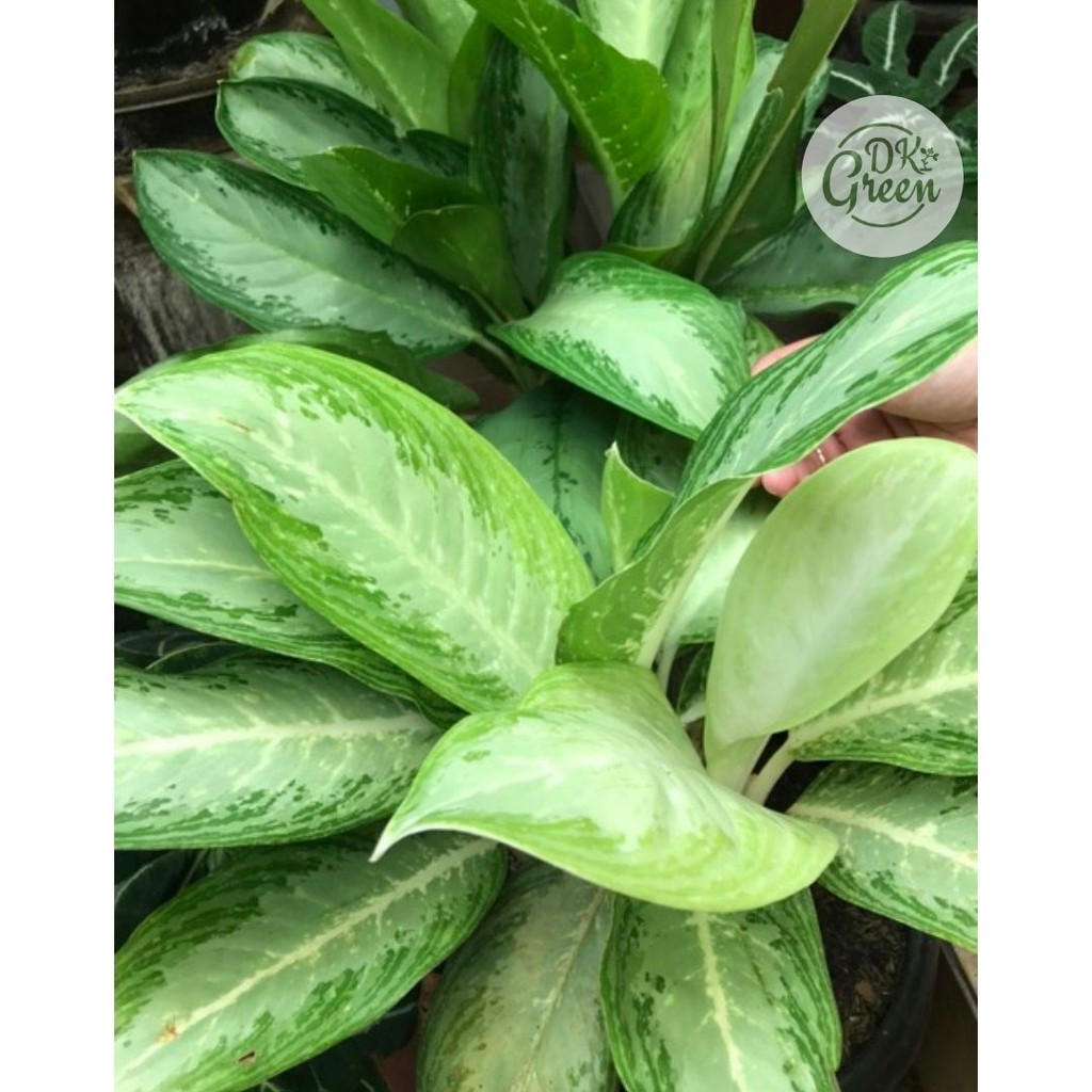 Tanaman Aglonema Tissue