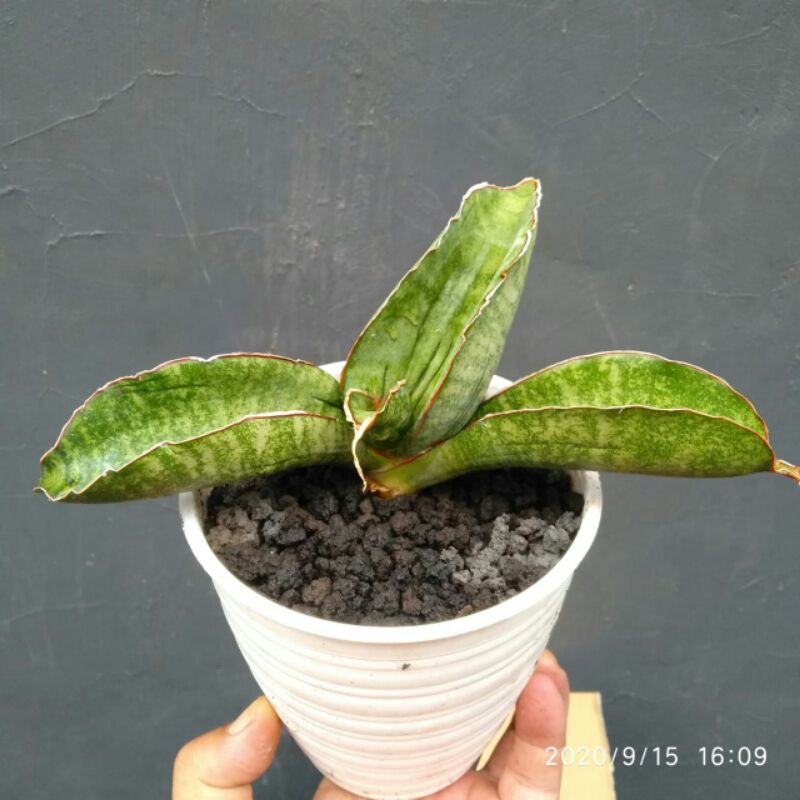 Tanaman hias pembersih udara sansevieria sinus zimbabwe (ada 1 daun lubang)