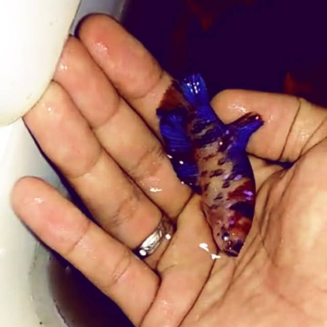 female giant koi multicolor