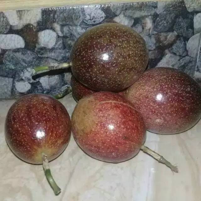 

Buah Markisa Merah Segar