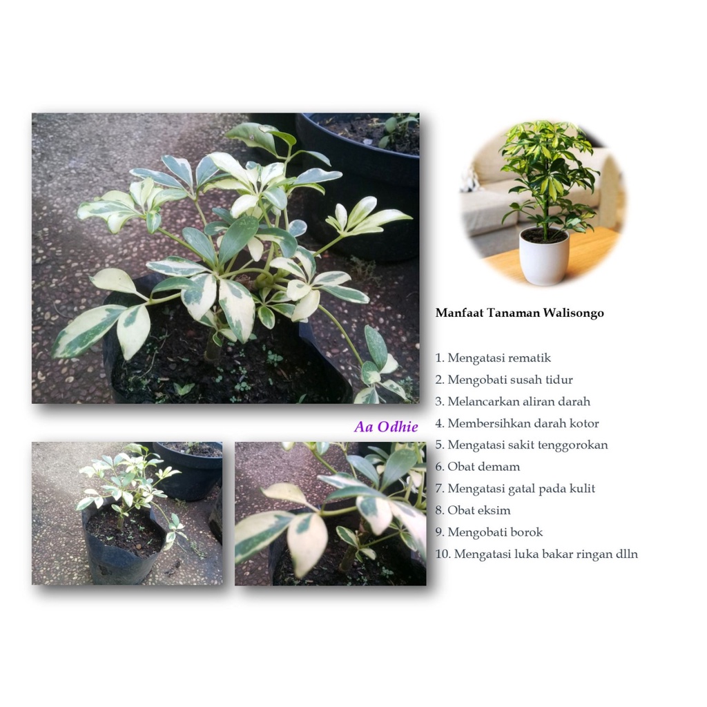 Jual Tanaman Walisongo Varigata Golden Gurita Schefflera Actinophylla Shopee Indonesia