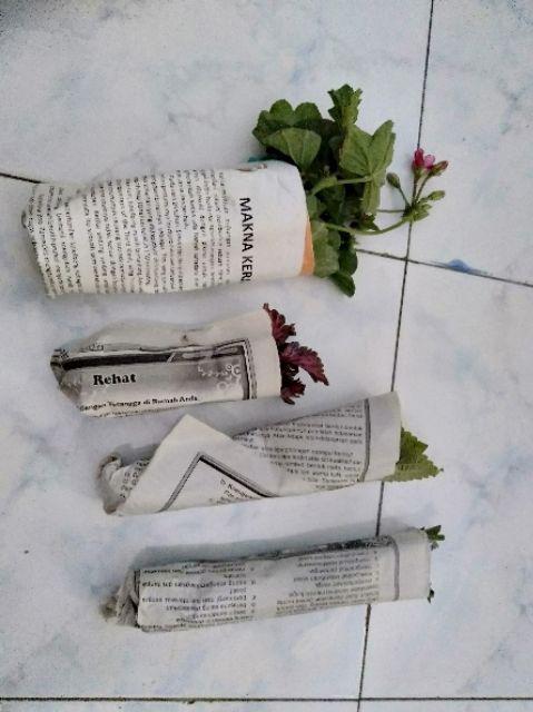 Garamalia Ataw Geranium