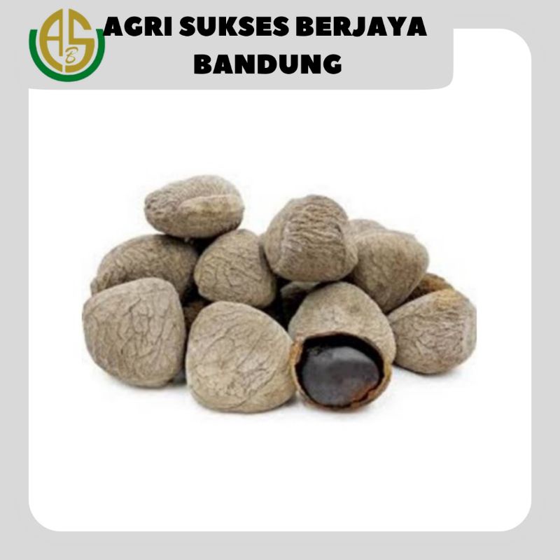 

Keluwek / kluwek / Keluwak / Kluwak / Kepayang / Picung / Pucung - 3 Pcs