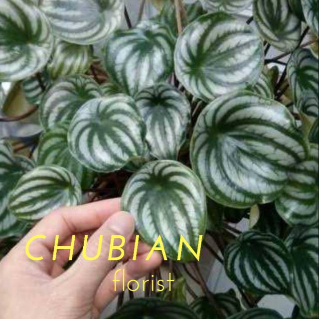 Jual Tanaman Hias Peperomia Watermelon Indonesia Shopee Indonesia