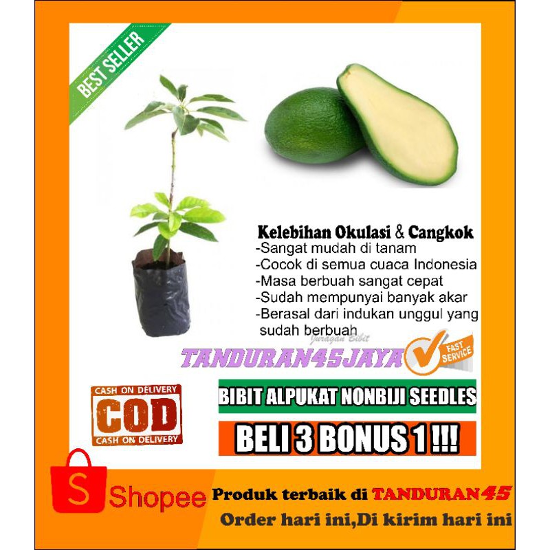 bibit alpukat non biji/bibit alpukat non biji super/bibit alpukat