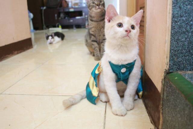 Dress hijau mix gold untuk kucing dan anjing / baju kucing murah size S-XL