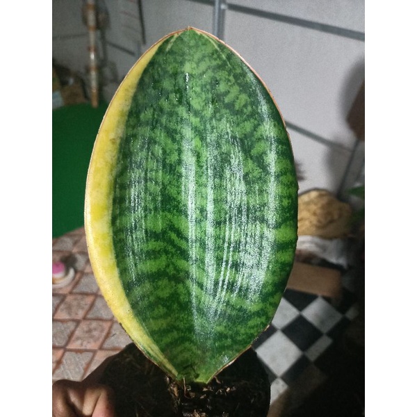 sansivera masoniana varigata kuning 1 daun