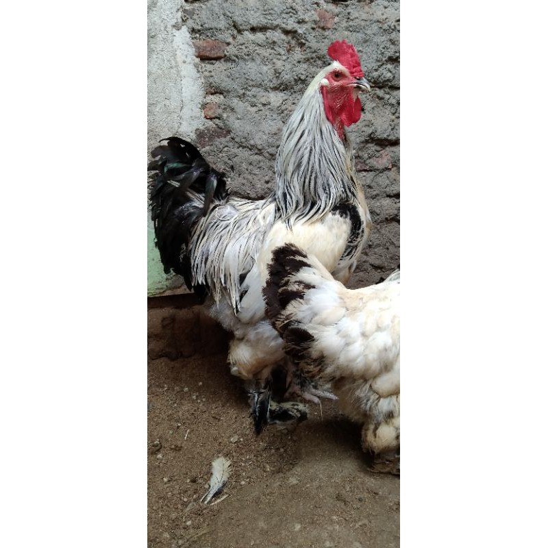 Ayam Brahma Light columbian Sepasang