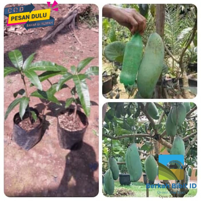 Bibit Mangga Mahatir super
